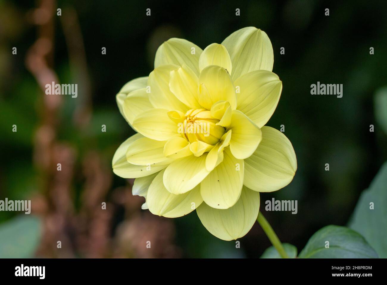 A single yellow Dahlia pinnata flower, Macro, Close-up Stock Photo