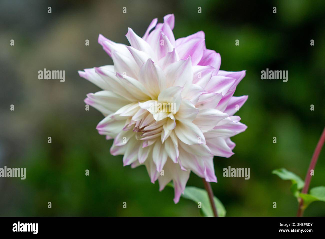 Single Pink and White Dahlia Flower, Close-up Macro Stock Photo