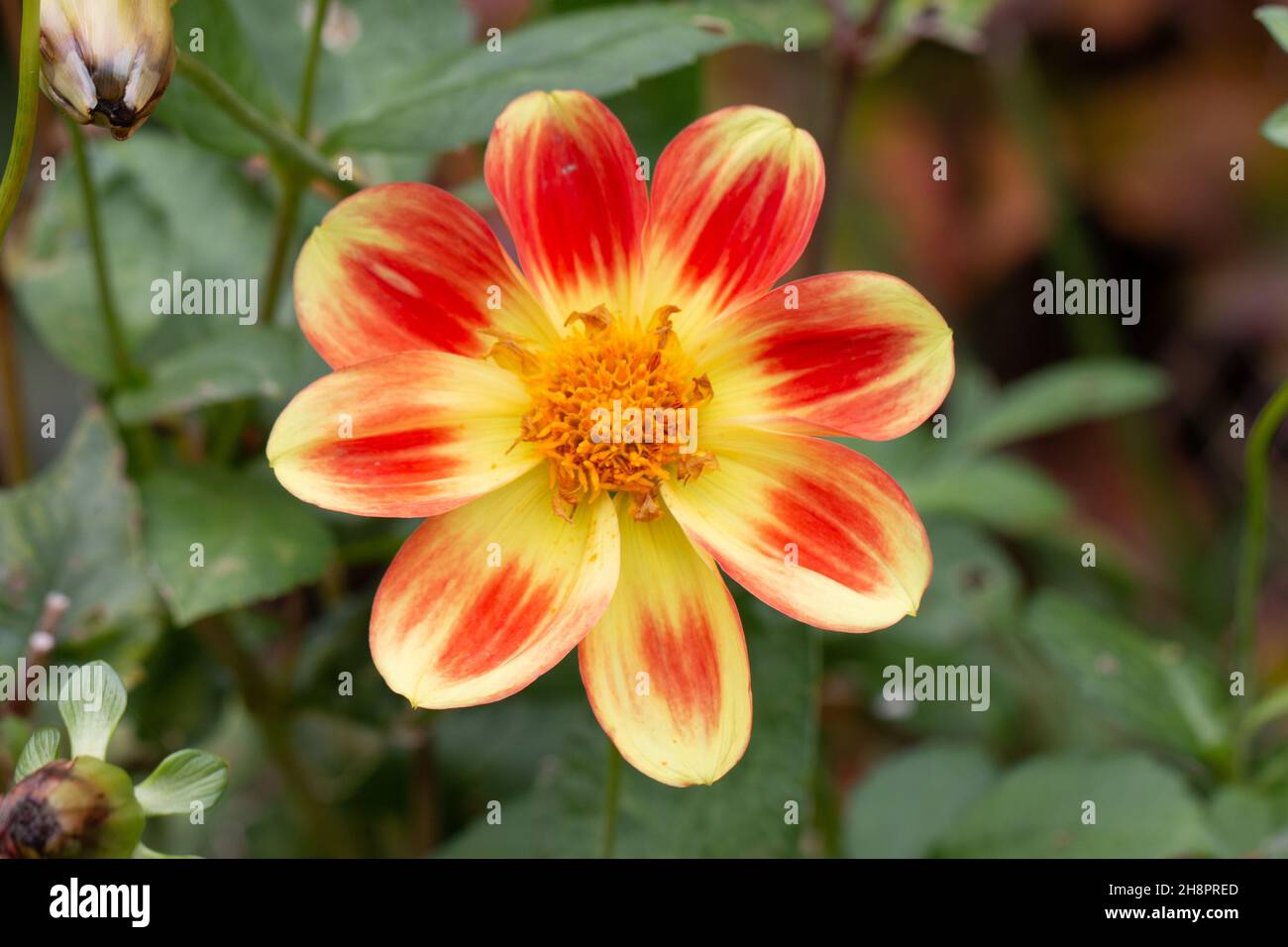 A single yellow and red Dahlia pinnata flower, Macro, Close-up Stock Photo