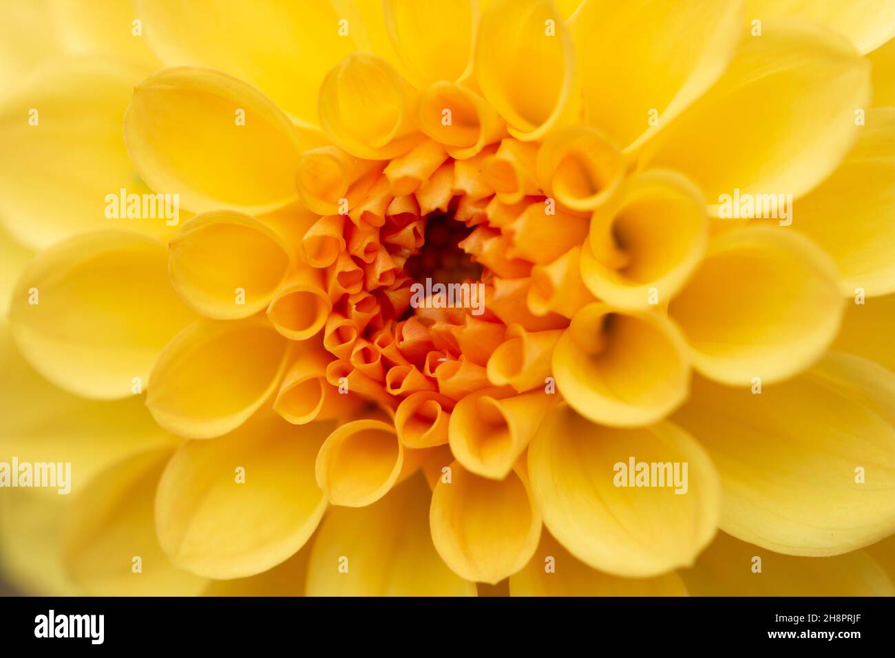 Single Yellow Dahlia Flower, Close-up Macro Stock Photo