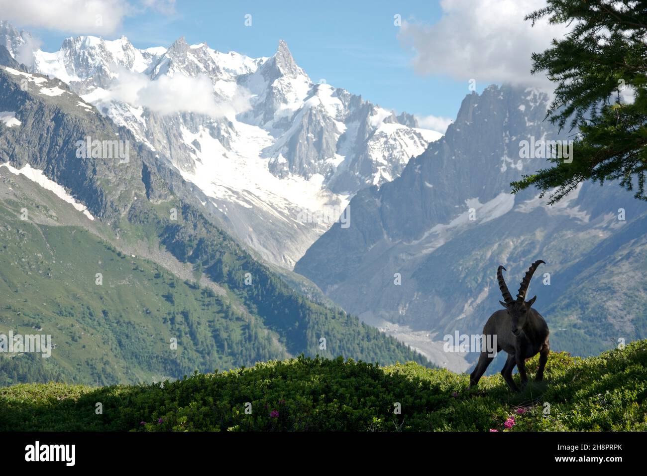 Alpensteinbock vor dem Dent du Géant im französischen Mont-Blanc-Massiv Stock Photo