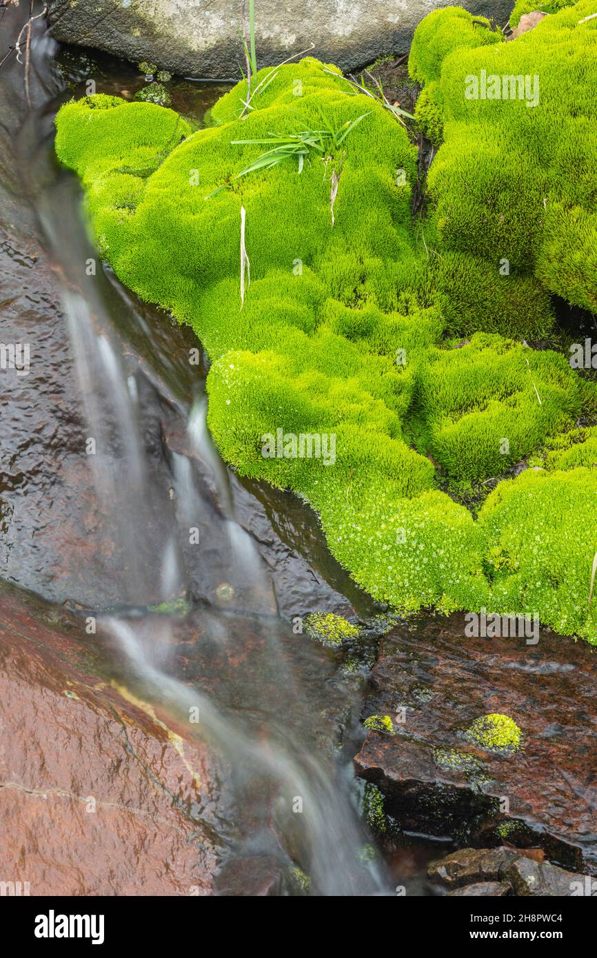 Spring runoff over the rocks, with moss beds, Greater Sudbury, Ontario, Canada Stock Photo