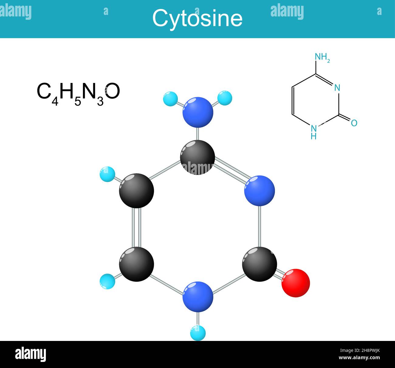 Cytosine molecular formula. Chemical structural formula and model of