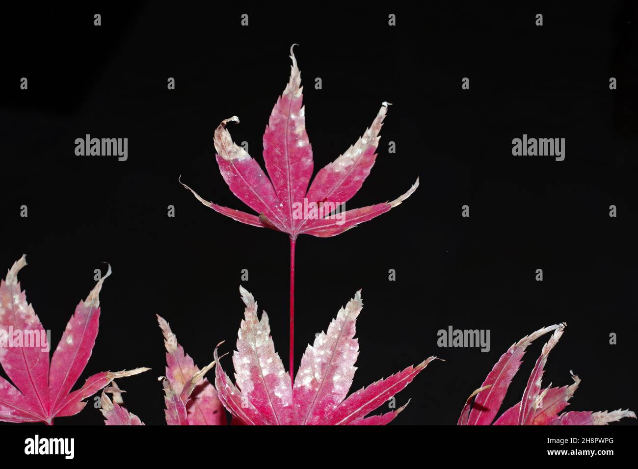 Green acer palmatum hi-res stock photography and images - Alamy