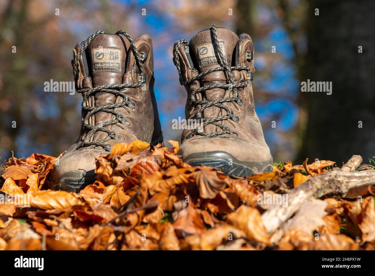Pair of walking boots photographed in woodland near Checkendon, Oxfordshire, England, UK Stock Photo