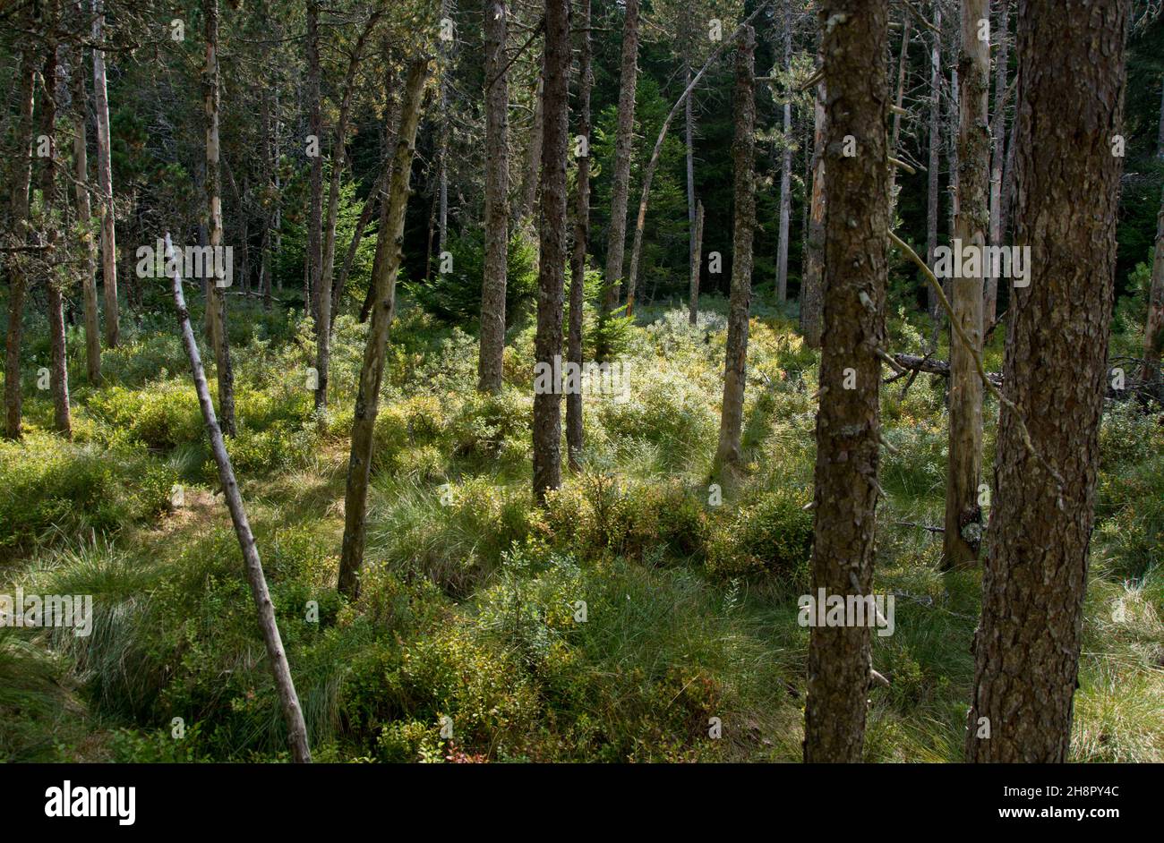 Typische Vegetation in einem Hochmoor in den jurassischen Freibergen Stock Photo