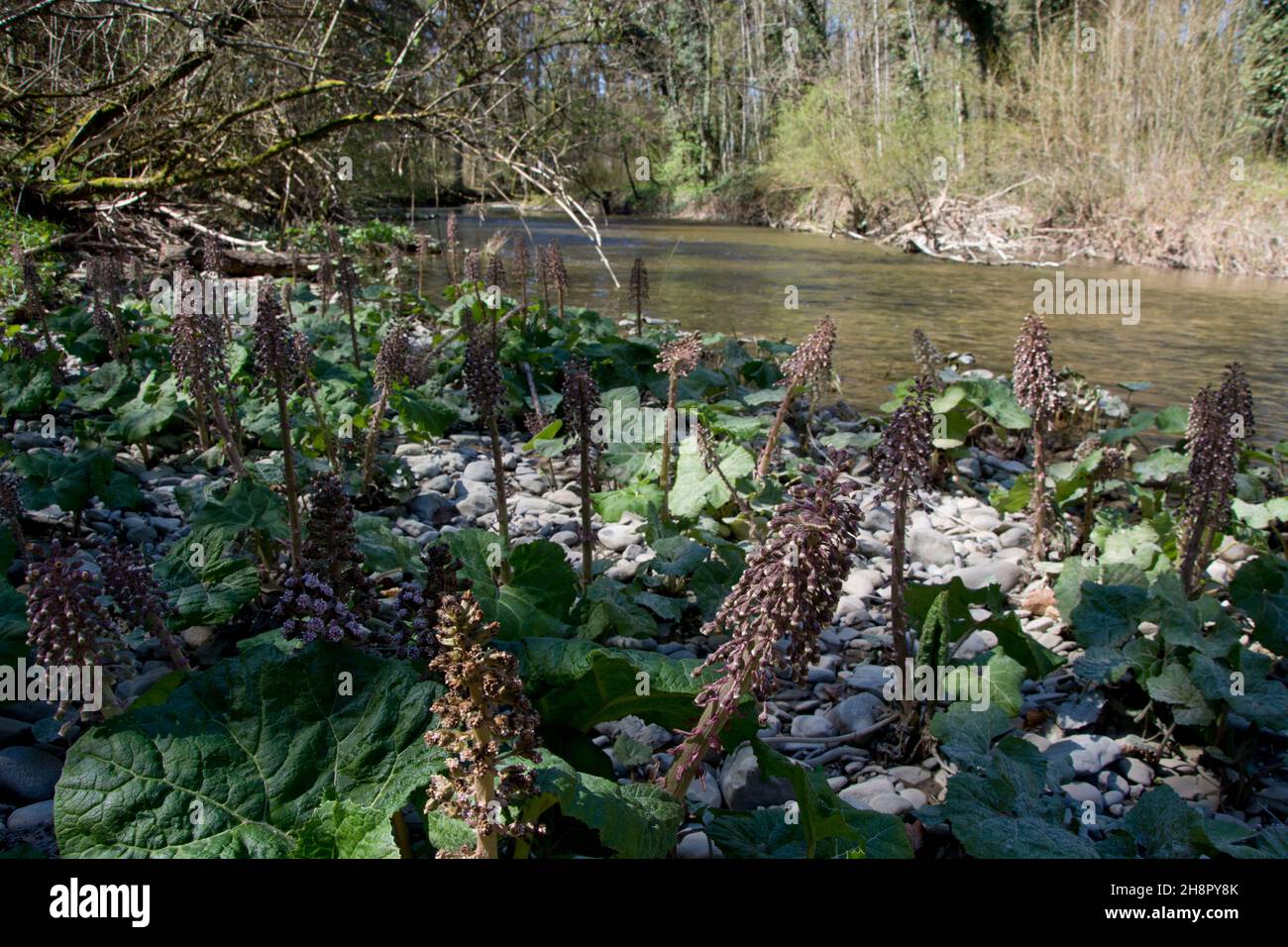 Frühling an der Venoge, einer der wildesten und ursprünglichsten Flüsse der Schweiz Stock Photo