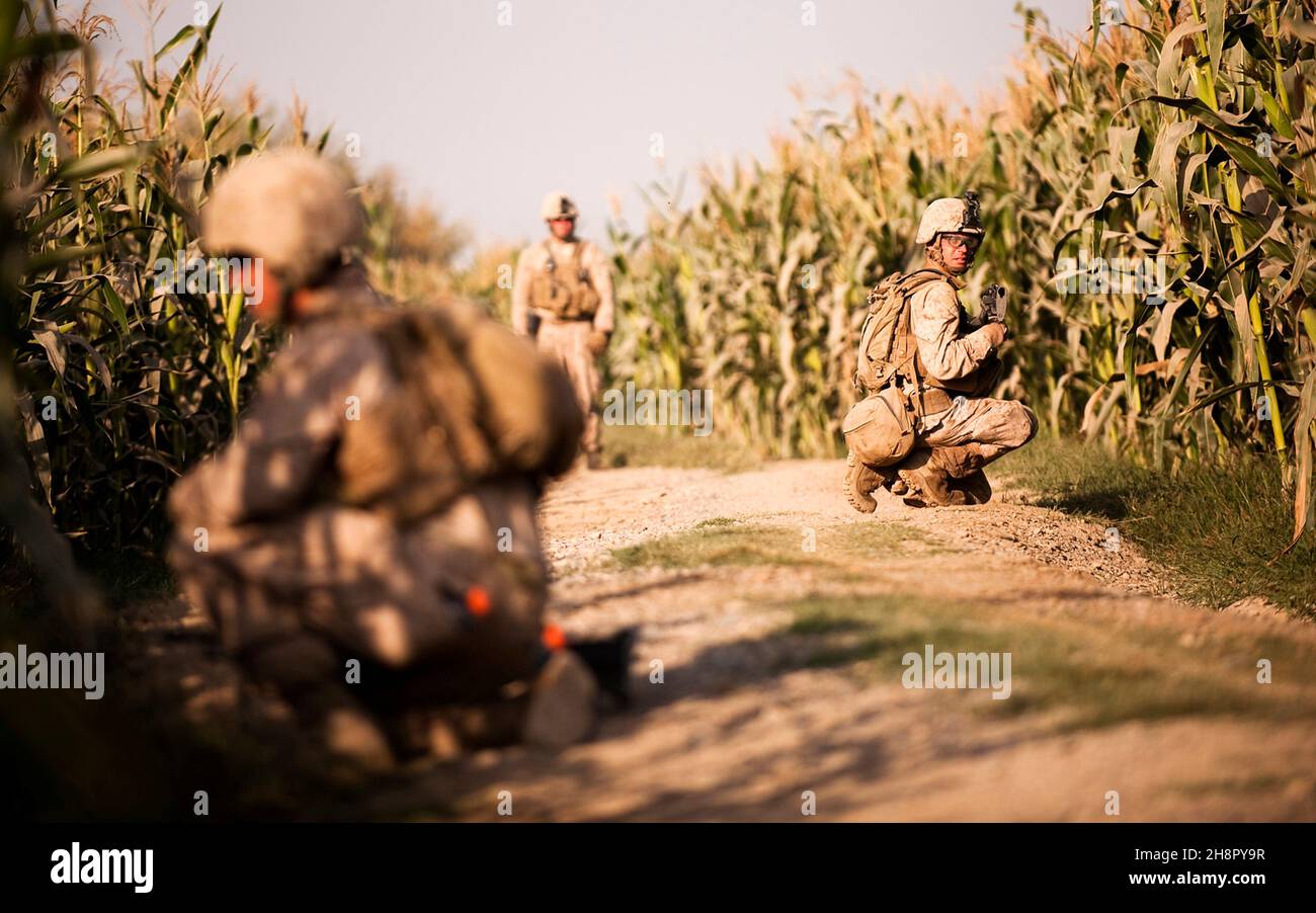 U.S. Marines with the 3rd Battalion, 3rd Marine Regiment, check a corn field during a clearing operation October 1, 2010 in Gowragi, Afghanistan. Stock Photo