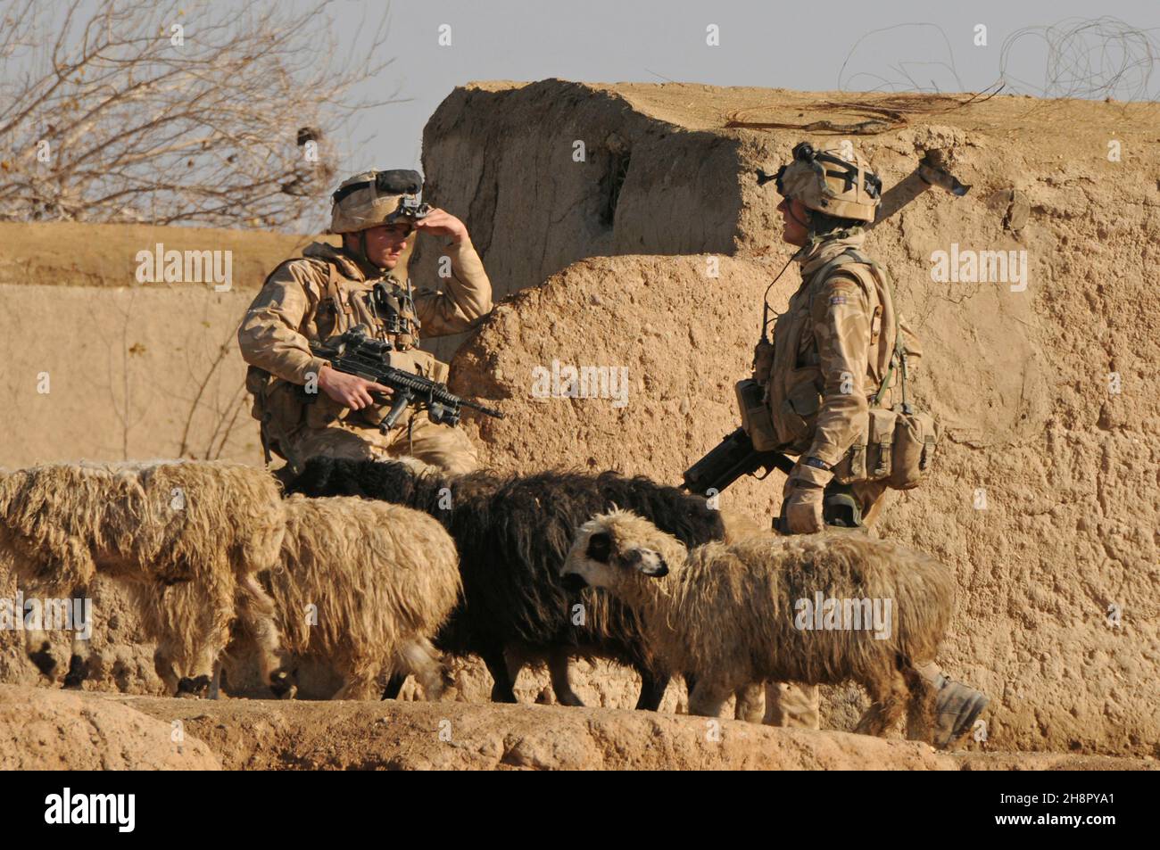 British Royal Marine commandos walk by a flock of sheep during Operation Sond Chara clearing Nad-e Ali District, Helmand province of insurgents December 30, 2008 in Lashkar Gah, Afghanistan. Stock Photo