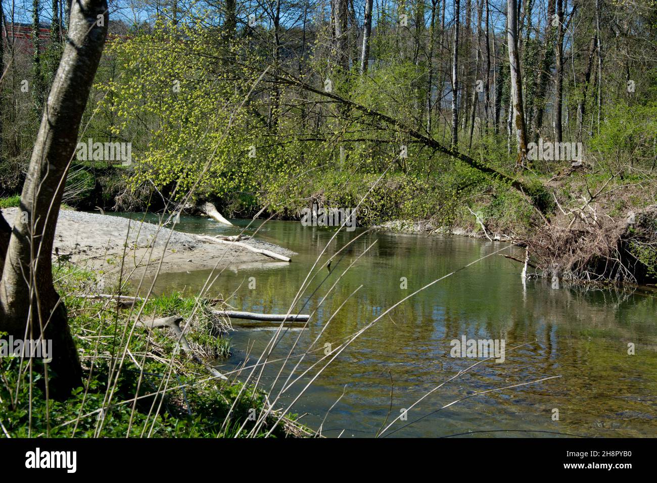 Frühling an der Venoge, einer der wildesten und ursprünglichsten Flüsse der Schweiz Stock Photo