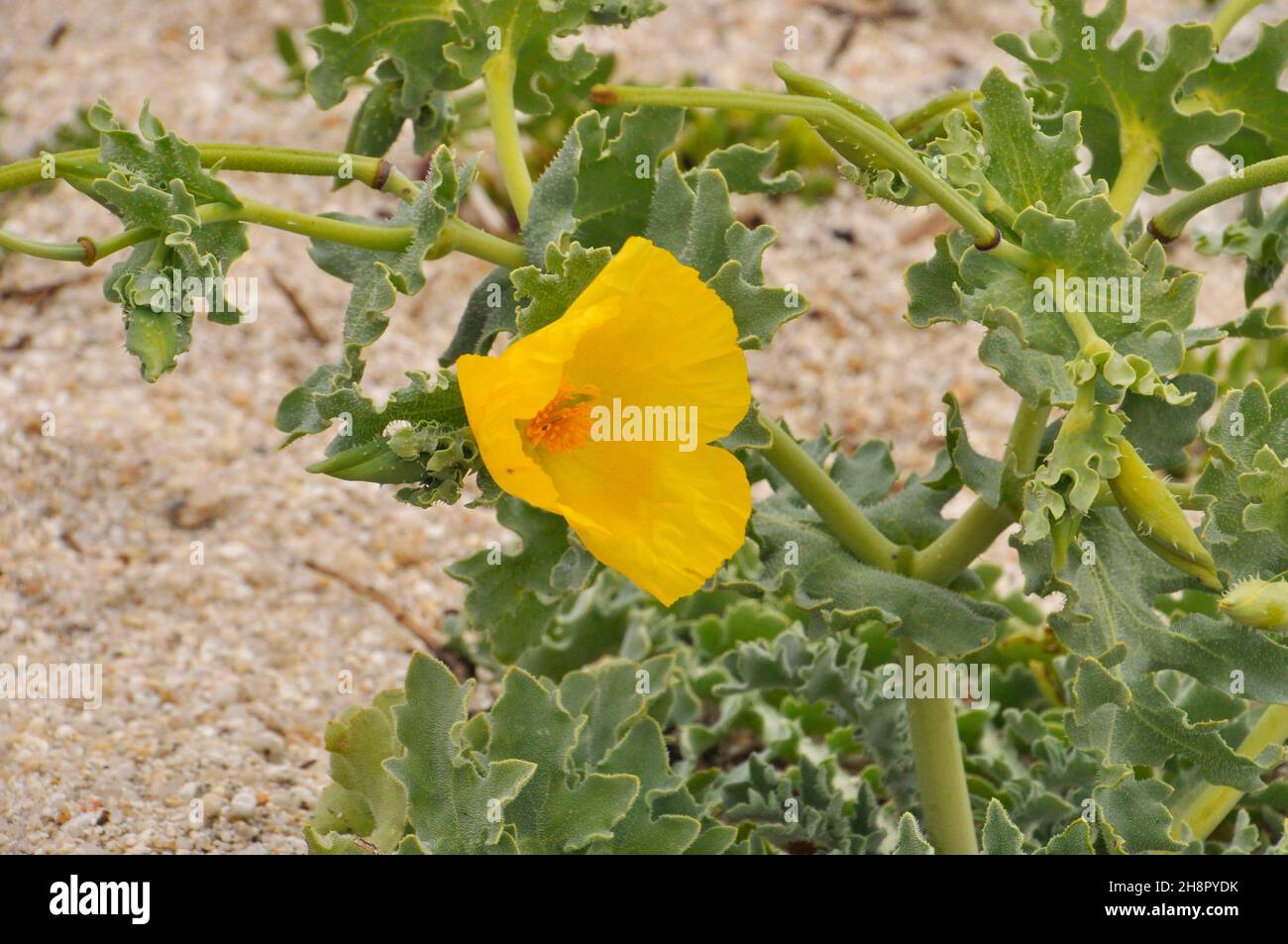 Yellow Horned-poppy 'Glaucium flavum', coastal flower found on shingle, cliffs and sandy beaches. Thick bluish leaves with bristly hairs. Flowers from Stock Photo