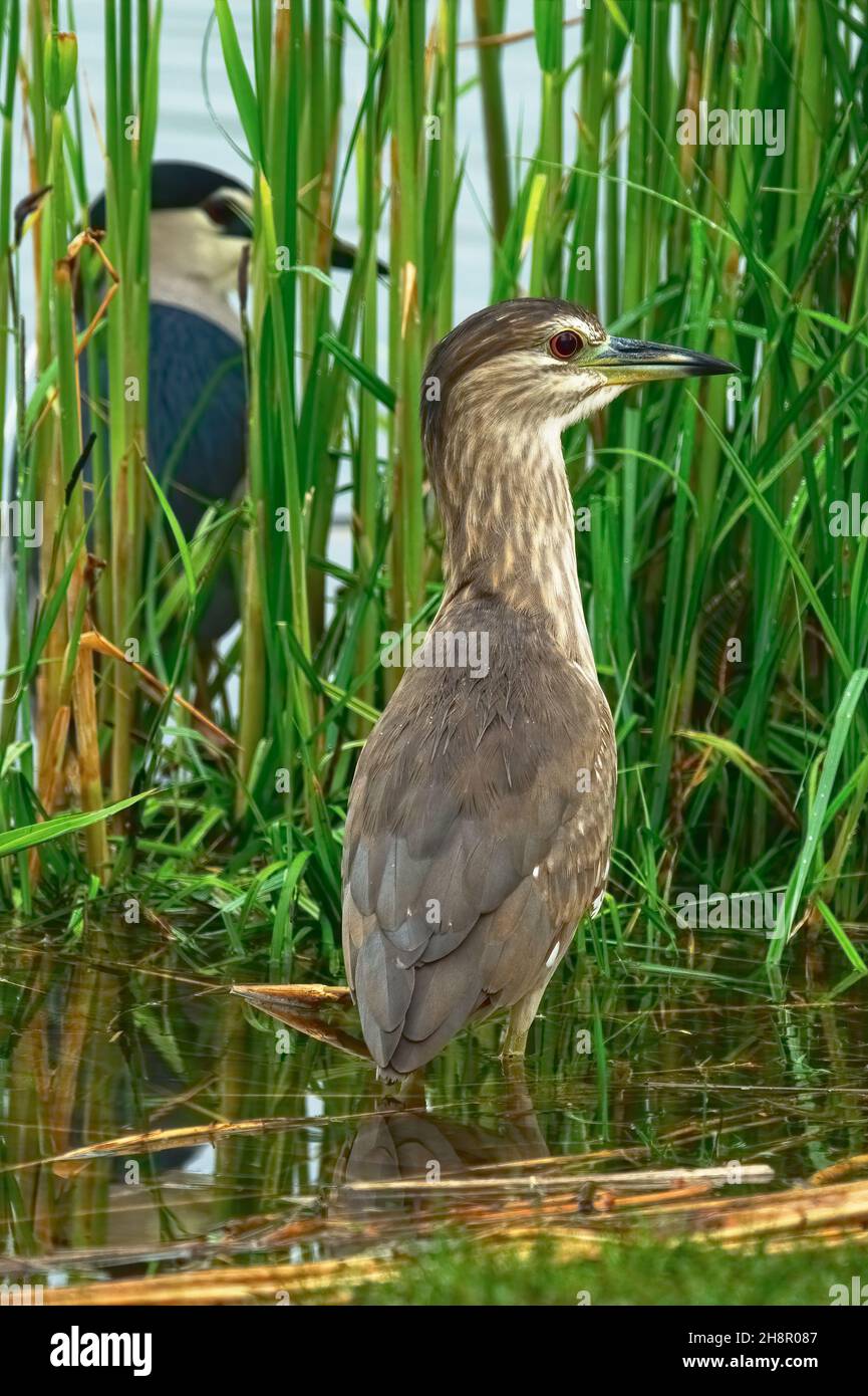 Adult night heron with a young bird standing in the water grass. Early  morning. Lake Dubnica, Slovakia. Genus species Nycticorax nycticorax. Stock Photo