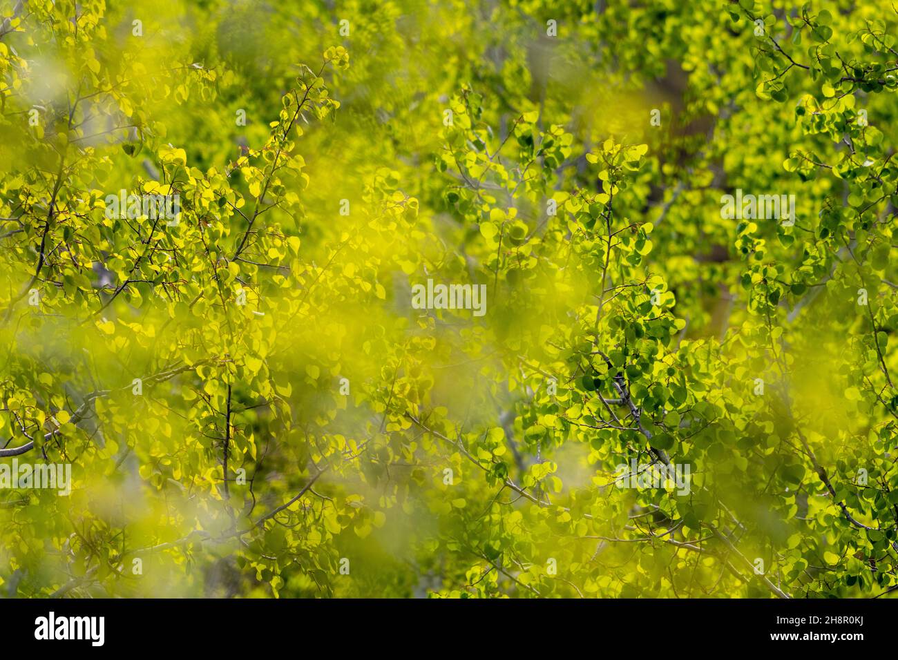 American foliage forest boreal hi-res stock photography and images - Alamy