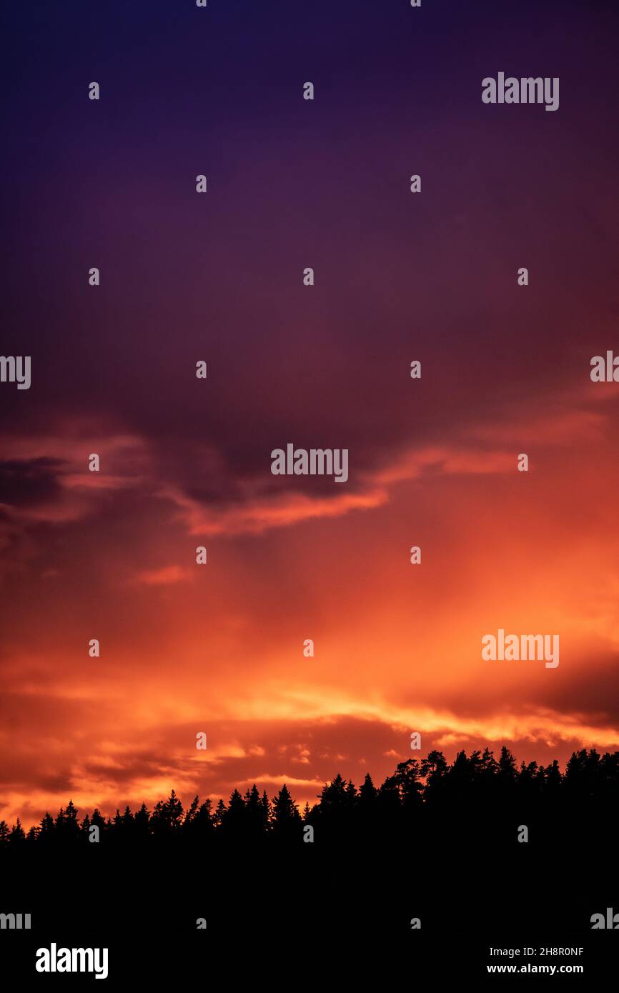 Tree silhouettes under a cloudy sky during a bright breathtaking sunset ...