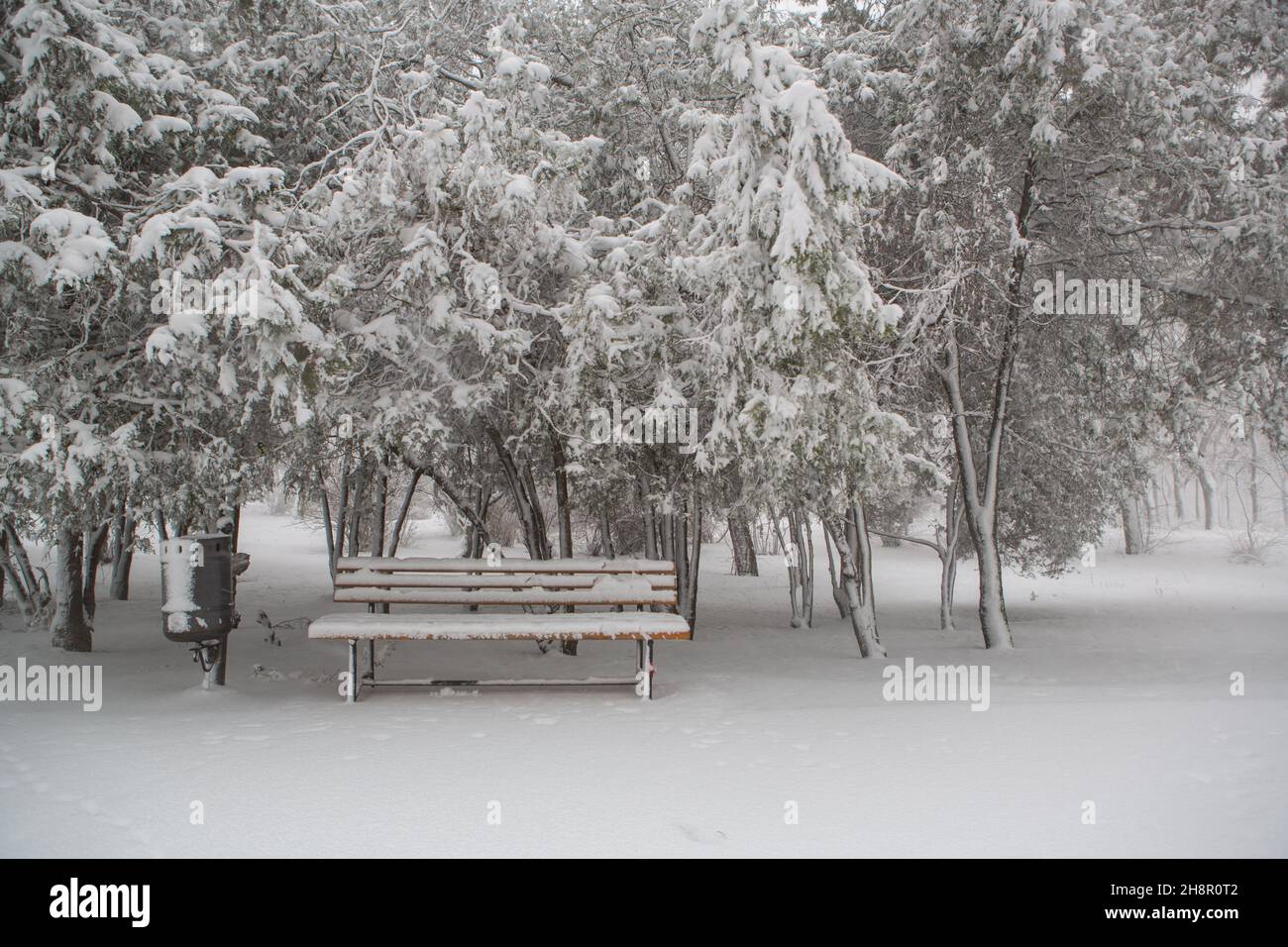 bench under the snow near snowy trees. Empty bench in forest under snow ...