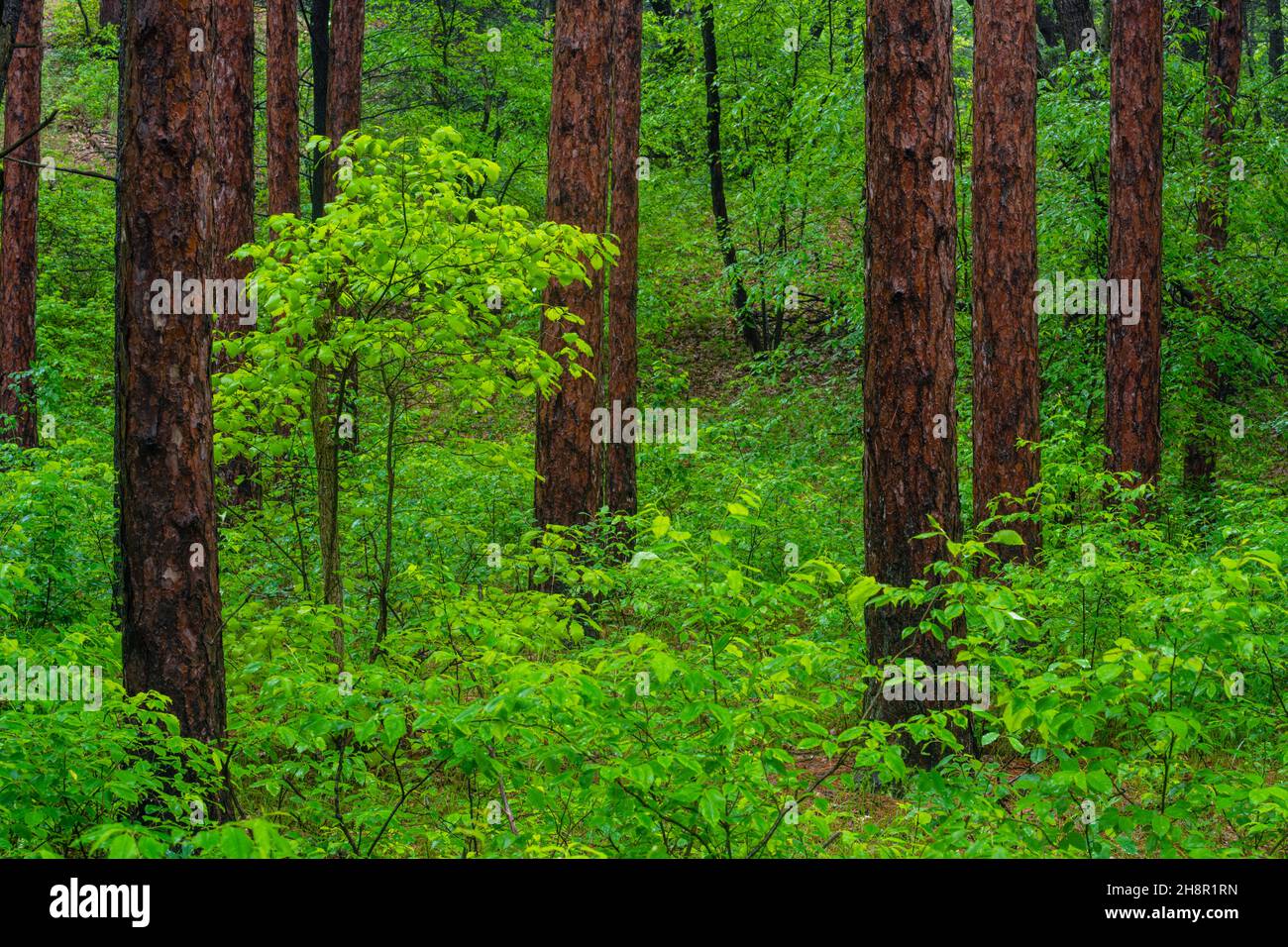 Oak savannah forest, Pinery Provincial Park, Grand Bend, Ontario