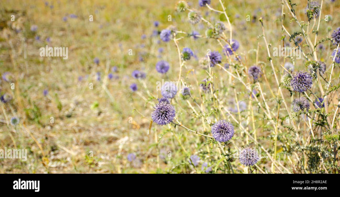 Echinops bannaticus Blue Glow. Echinops bannaticus, known as the blue globe-thistle, is a species of flowering plant in the sunflower family, native t Stock Photo