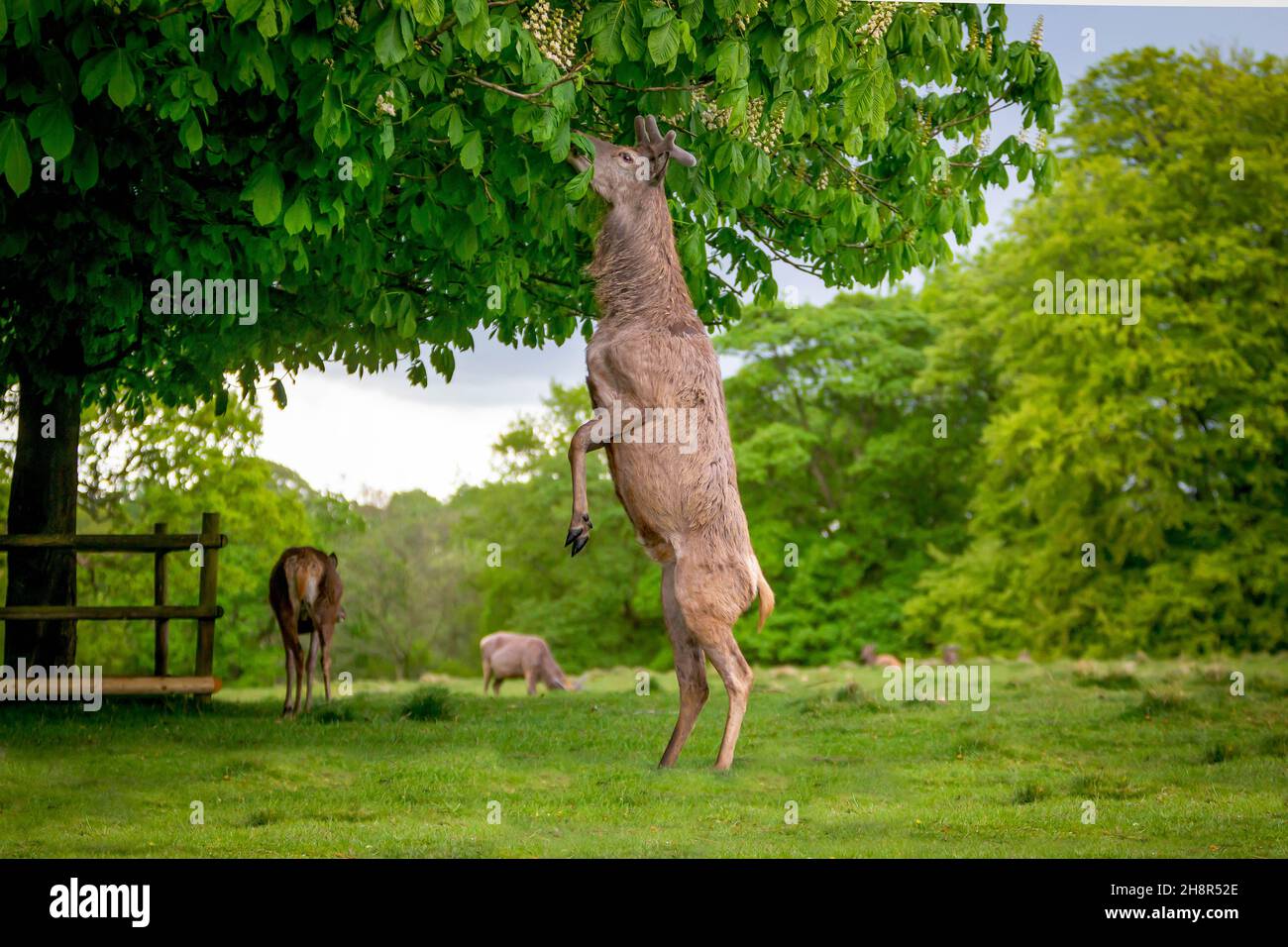 Female deer stands on hind legs to eat leaves from Horse Chestnut tree