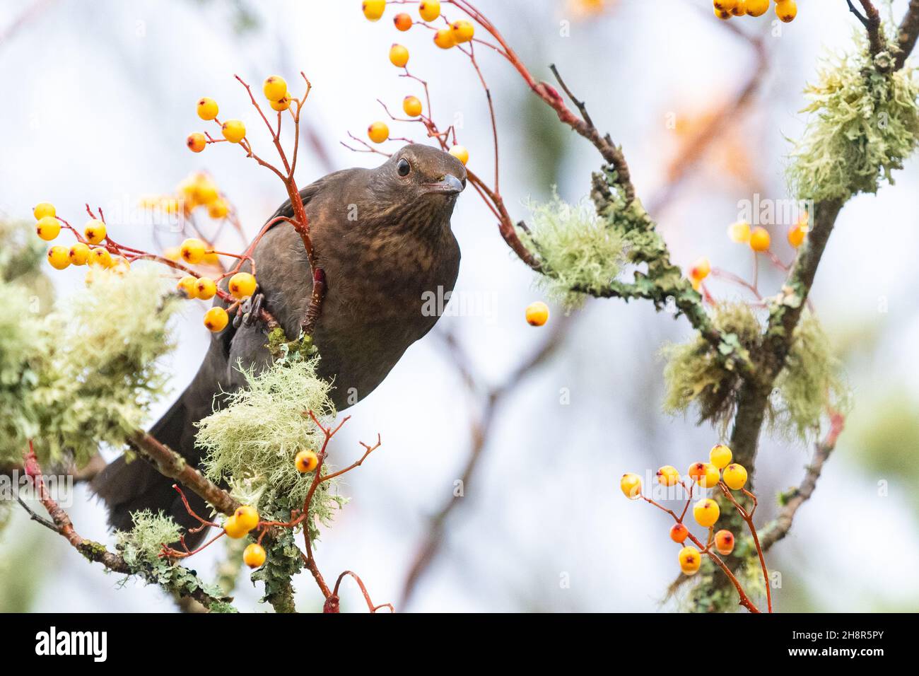 female blackbird - turdus merula - watching a rejected an orange rowan berry fall to the ground Stock Photo