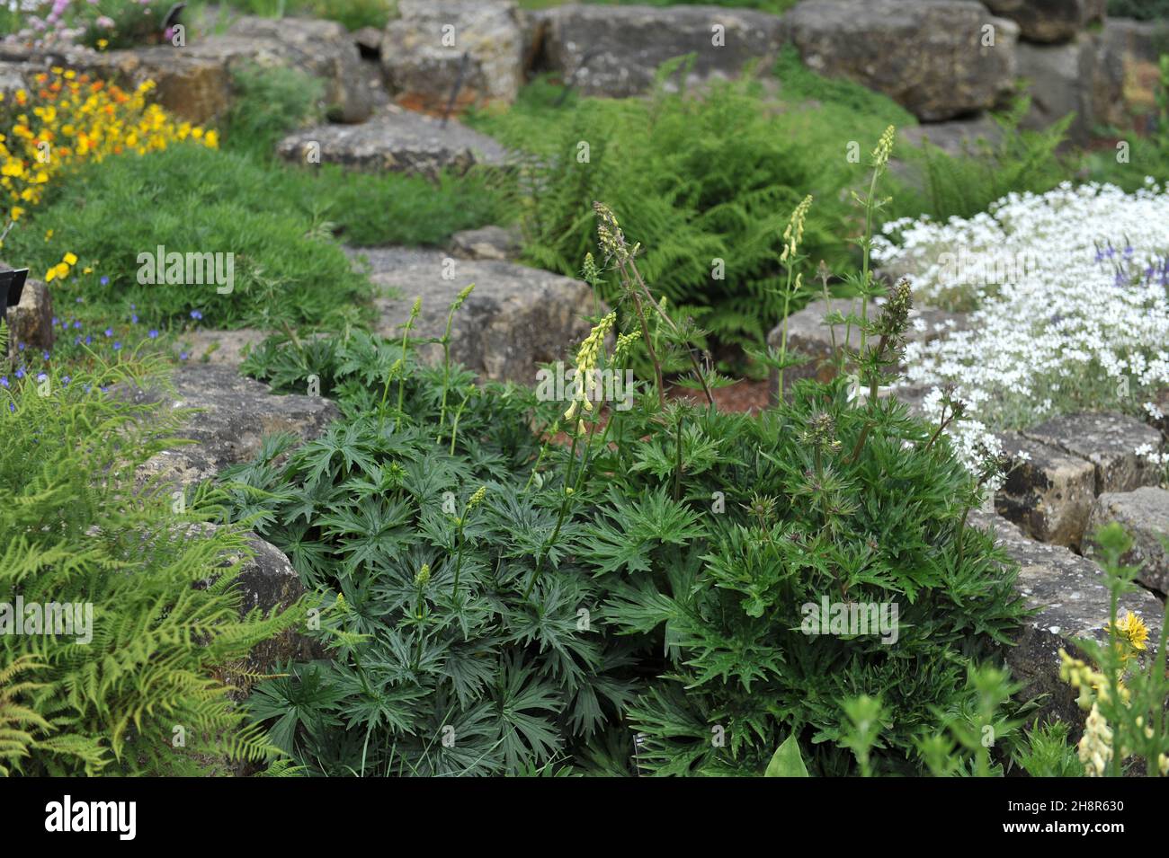 Neapolitan wolf's bane (Aconitum lycoctonum subsp. neapolitanum) flowers in a rock garden in May Stock Photo