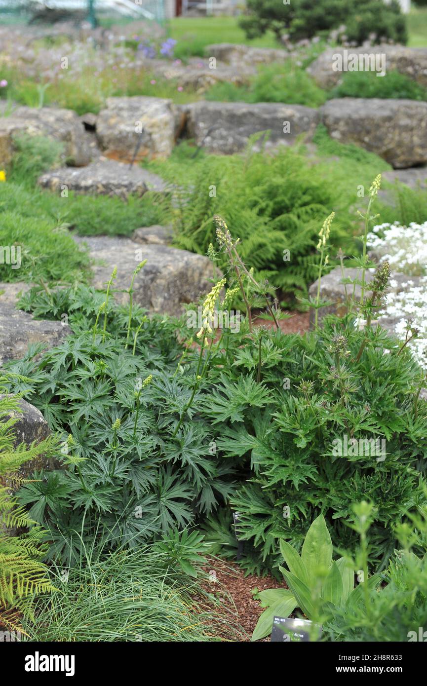 Neapolitan wolf's bane (Aconitum lycoctonum subsp. neapolitanum) flowers in a rock garden in May Stock Photo