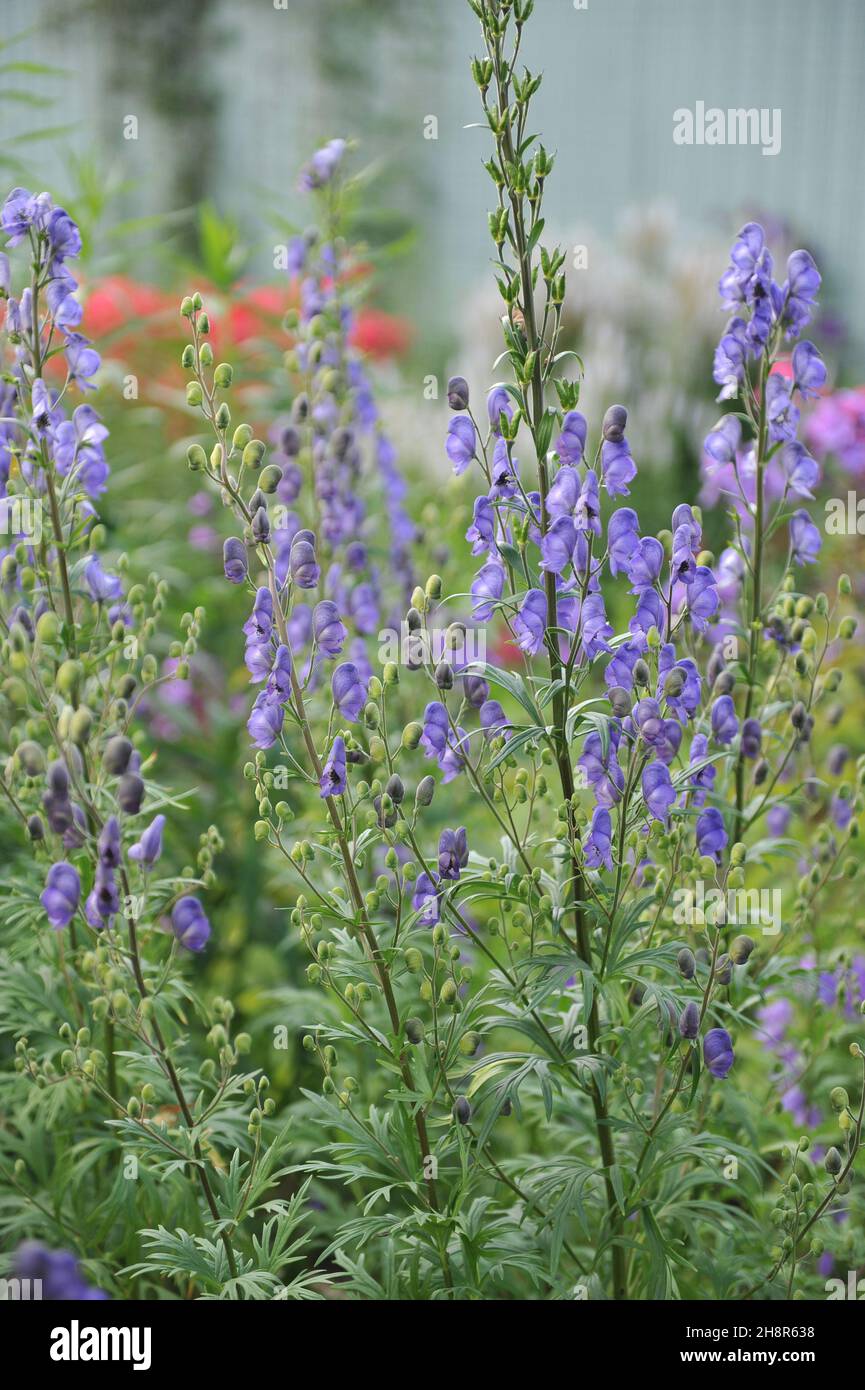 Blue monk's hood (Aconitum napellus) flowers in a garden in July Stock Photo