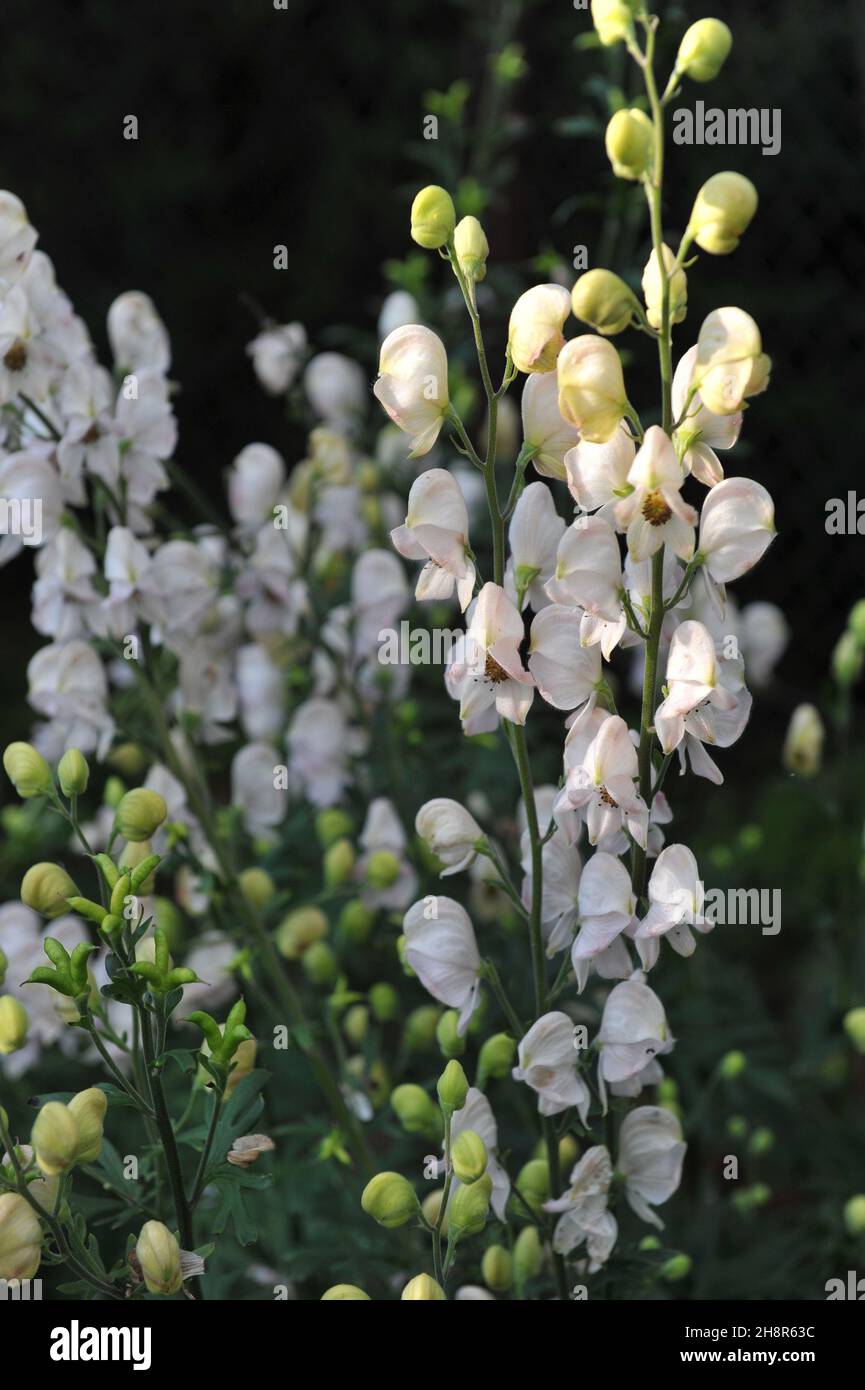 White monk's hood (Aconitum napellus) Albidum flowers in a garden in July Stock Photo