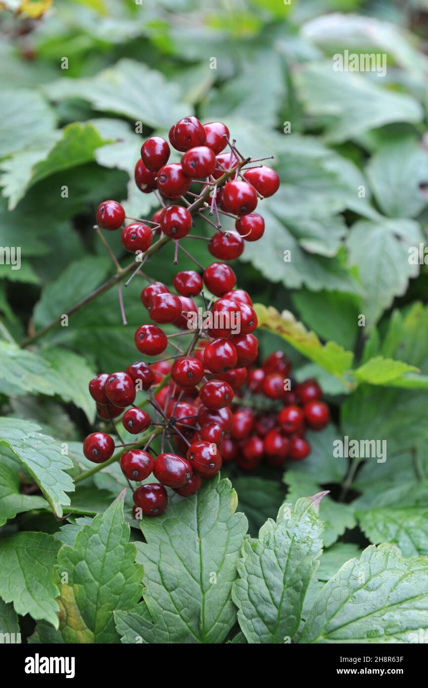 Red baneberry (Actaea rubra) bears black fruits in a garden in September Stock Photo