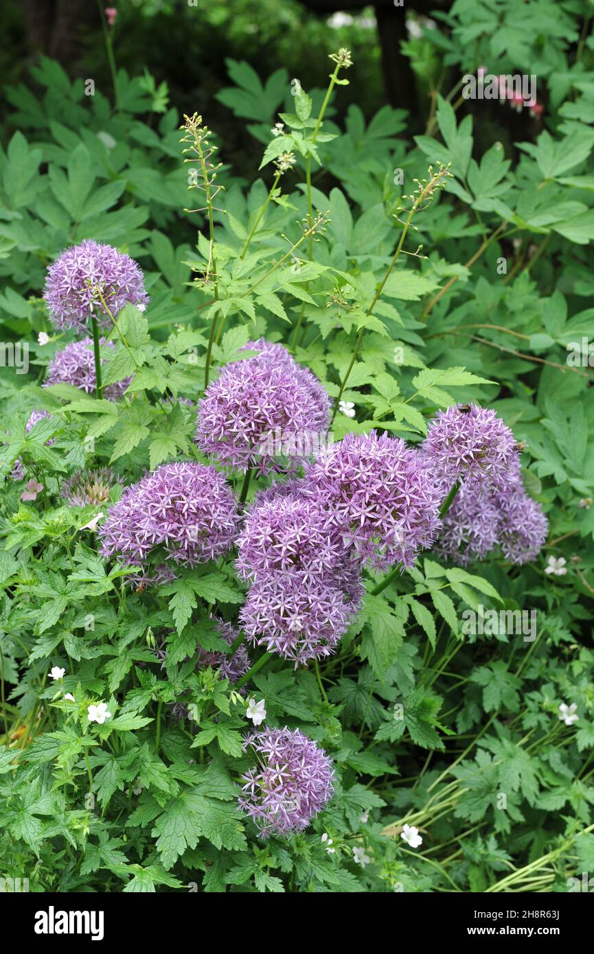 Violet Allium Globemaster and red baneberry (Actaea rubra) flowers in a garden in May Stock Photo