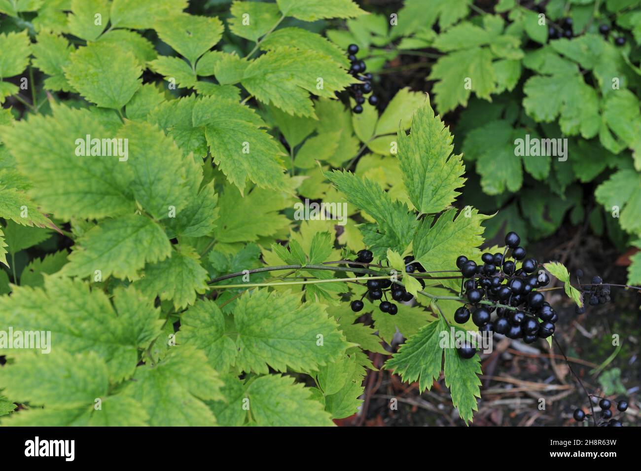 Black glossy baneberry (Actaea spicata) fruits in a garden in September Stock Photo