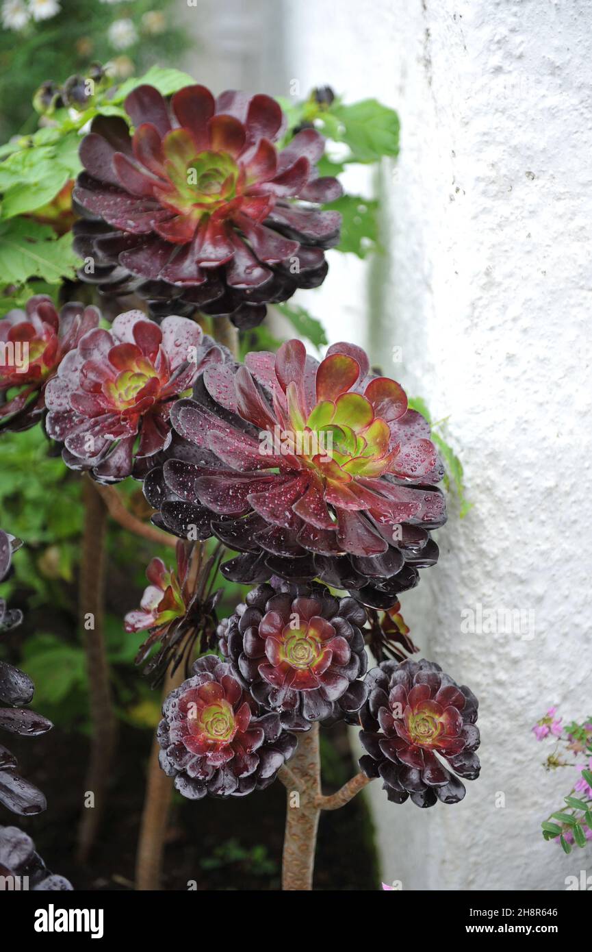 Dark-leaved Aeonium arboreum Zwartkop grows in a garden in September Stock Photo