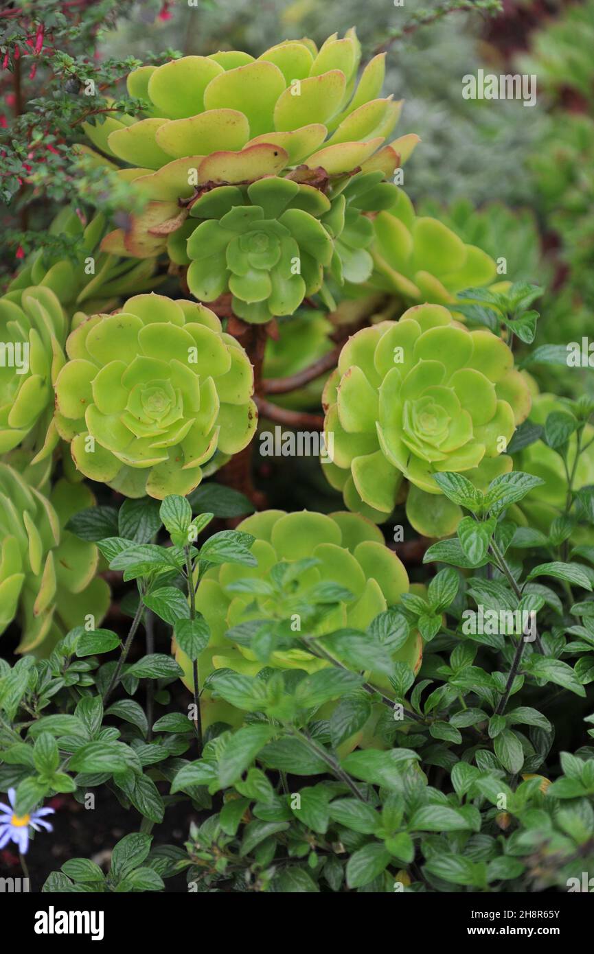 Aeonium Darley Blush grows in a garden in September Stock Photo