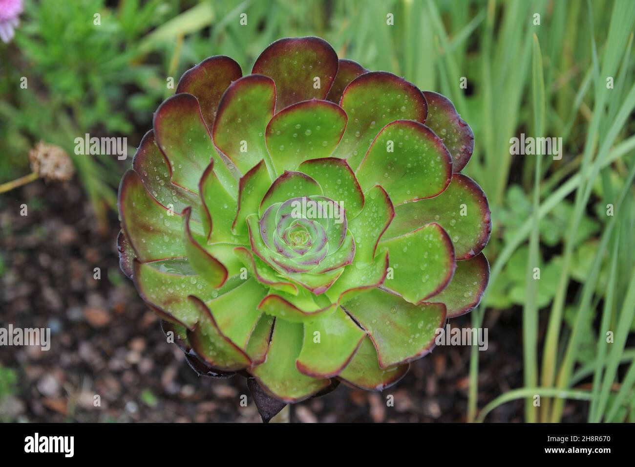 Aeonium Voodoo grows in a garden in May Stock Photo