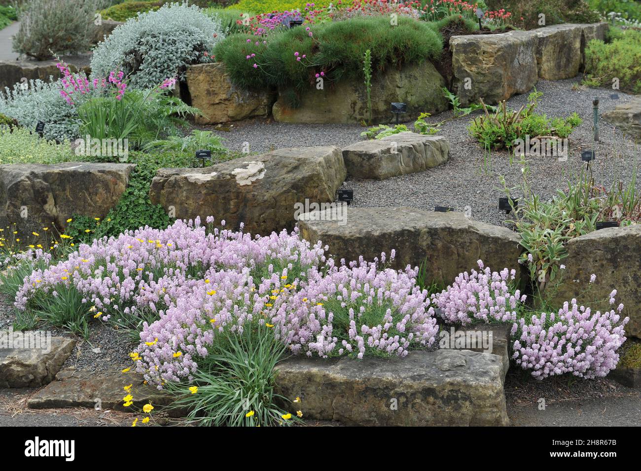 Stonecress (Aethionema armenum) blooms in a stone garden in May Stock Photo