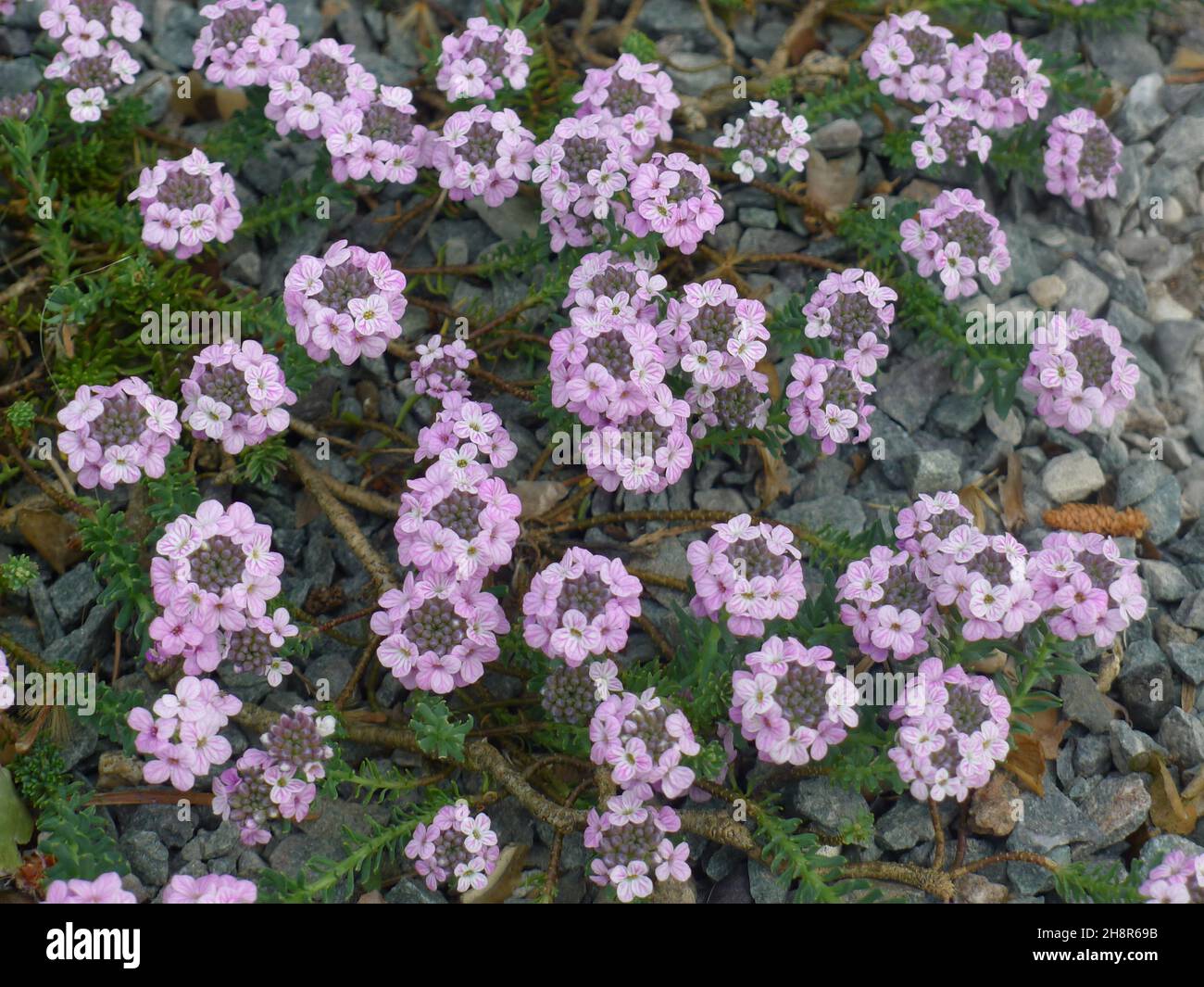 Stonecress (Aethionema kotschyi) blooms in a stone garden in May Stock Photo