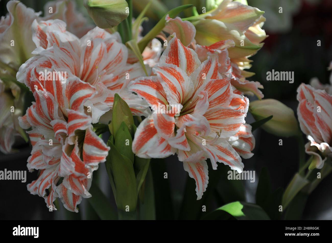 Red and white double-flowered hippeastrum (Amaryllis) Dancing Queen blooms in a garden in April Stock Photo