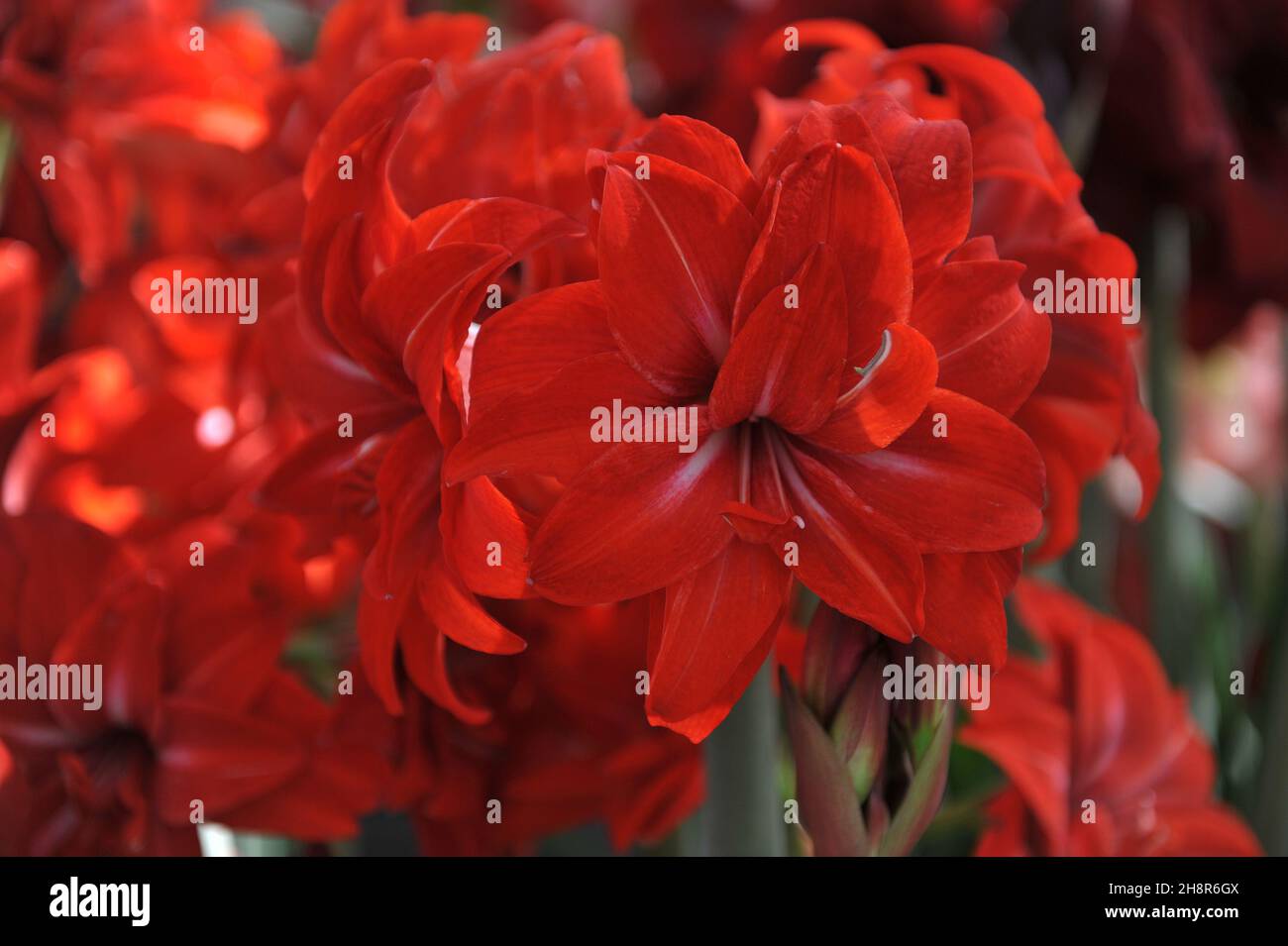 Red double-flowered hippeastrum (Amaryllis) Double Delicious blooms in a garden in April Stock Photo