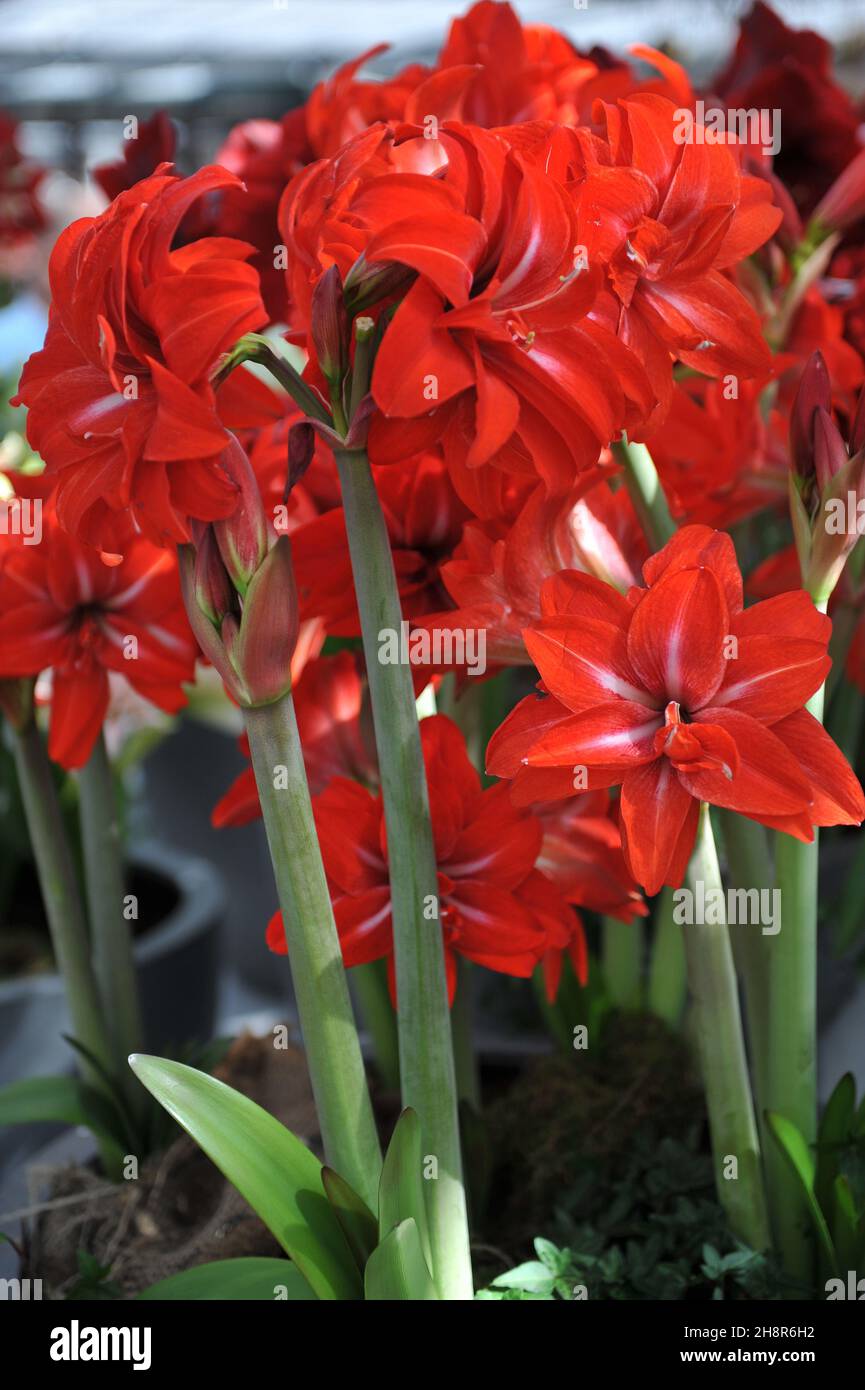 Red double-flowered hippeastrum (Amaryllis) Double Delicious blooms in a garden in April Stock Photo