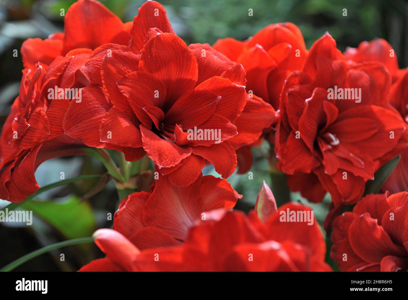 Red double-flowered hippeastrum (Amaryllis) Double Dragon blooms in a garden in April Stock Photo