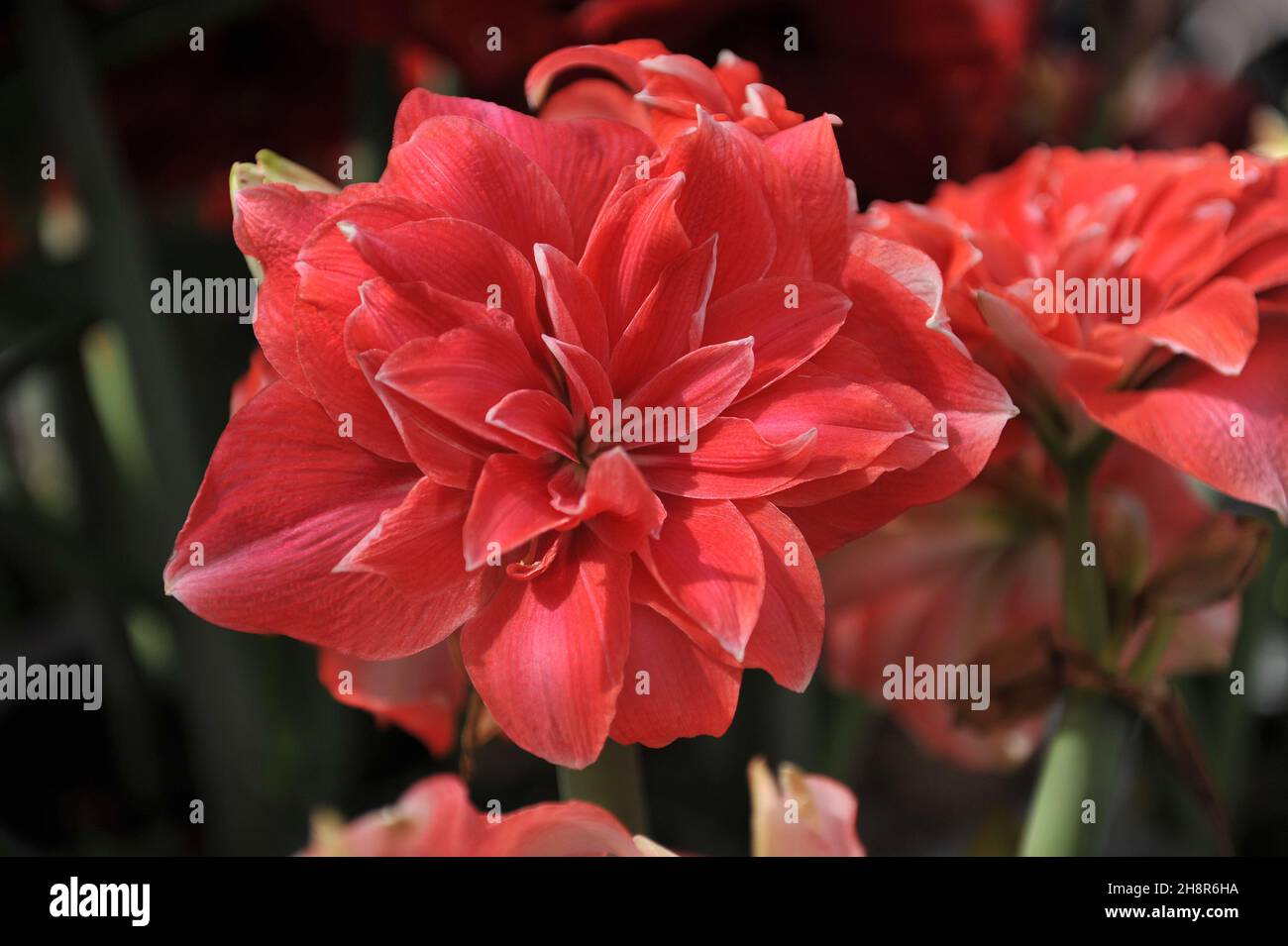 Red double-flowered hippeastrum (Amaryllis) Double Dream blooms in a garden in April Stock Photo