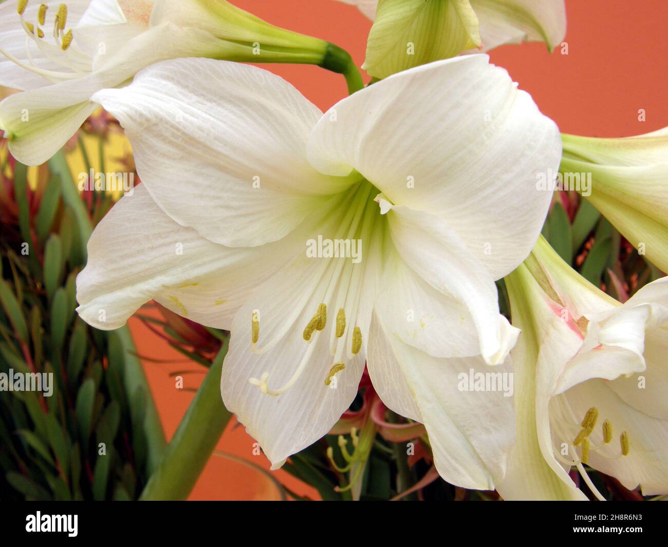 White hippeastrum (Amaryllis) White Baby blooms in a garden in April Stock Photo