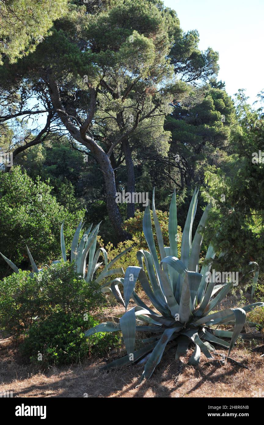 Century plant (Agave americana) grows in Croatia in July Stock Photo