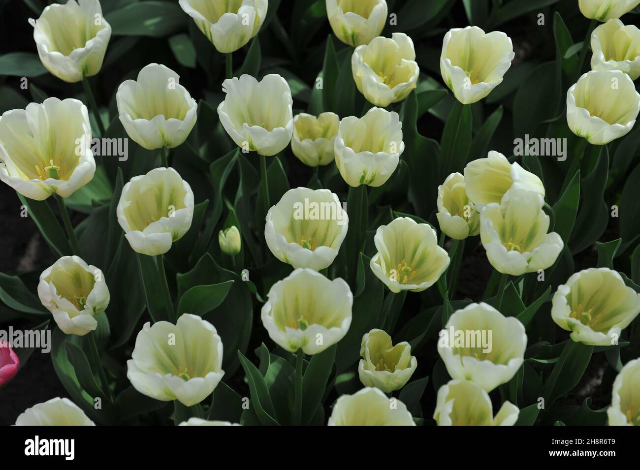 Viridiflora tulips (Tulipa) Green Spirit bloom in a garden in April Stock Photo