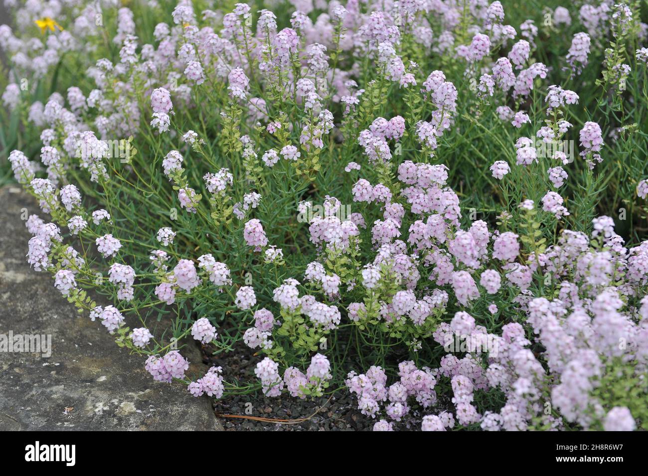 Stonecress (Aethionema armenum) blooms in a stone garden in May Stock Photo