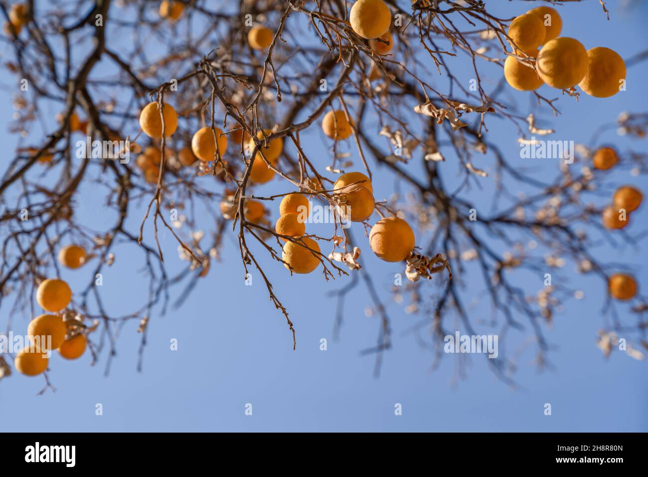 Concept of autumn, health and ecology. Oranges hang on dry branches without leaves against a blue sky.  Stock Photo