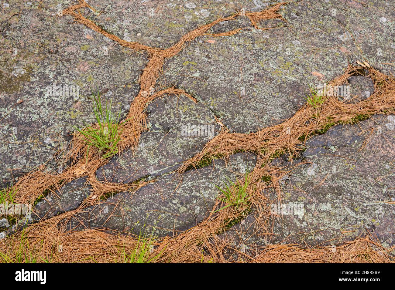 Pre-Cambrian rock outcrops and collected pine straw in a pine forest, Killarney Provincial Park, Killarney, Ontario, Canada Stock Photo