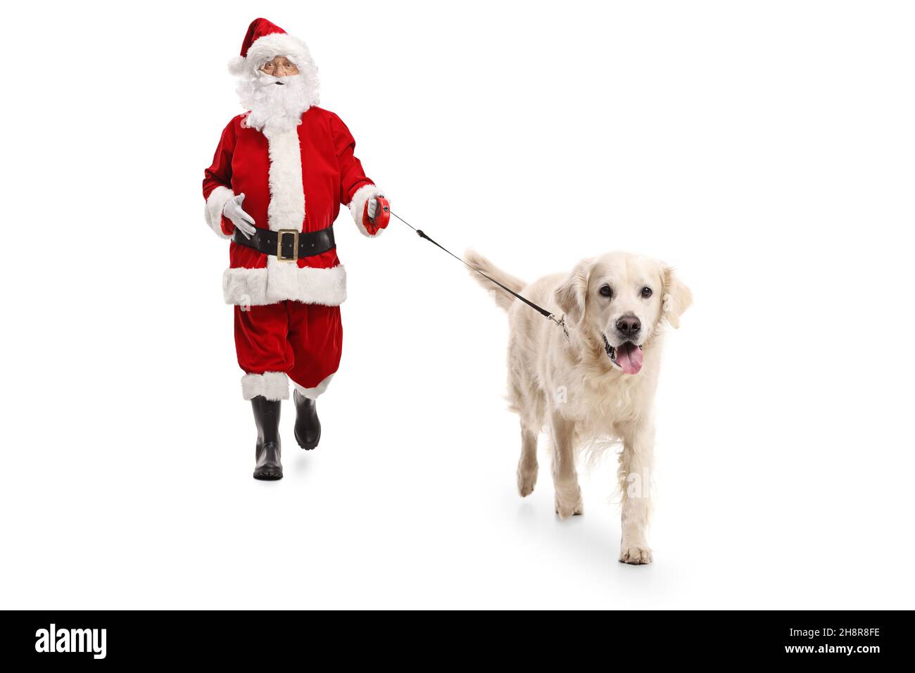 Santa claus walking a labrador retriever dog isolated on white ...