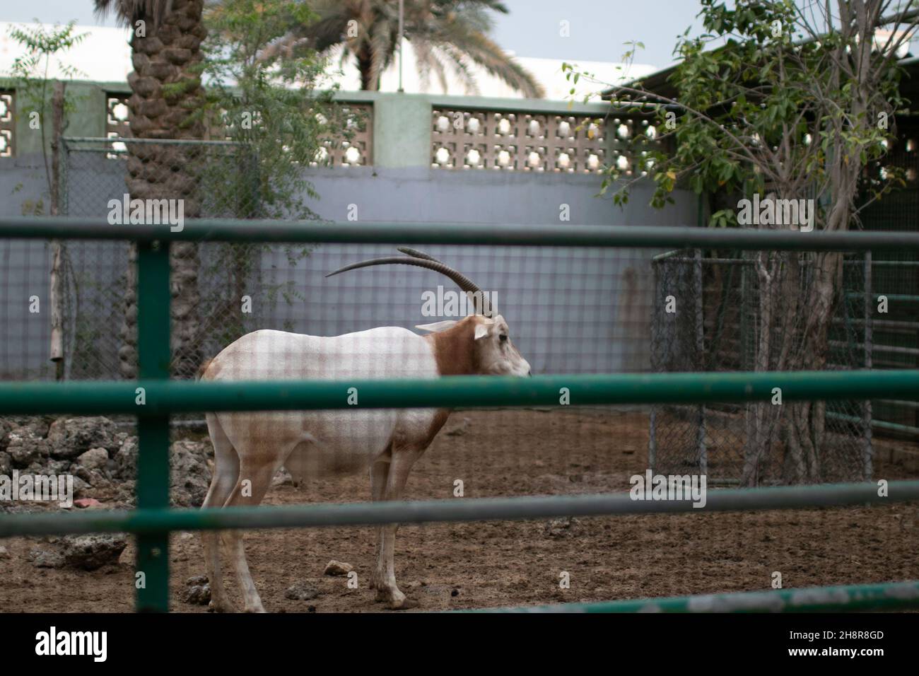 Wild animal scimitar oryx in a zoo cage Stock Photo
