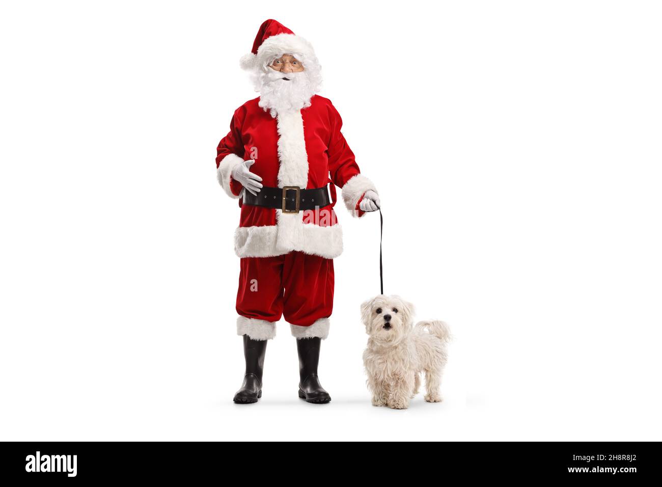 Full length portrait of santa claus with a white poodle dog on a lead ...