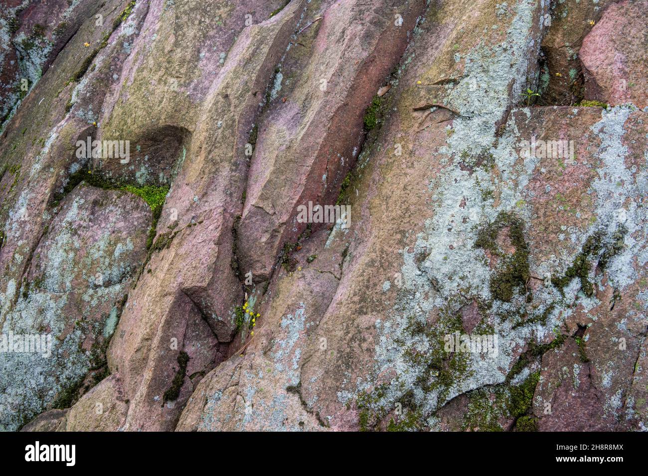 Pre-Cambrian rock outcrops in a pine forest, Killarney Provincial Park, Killarney, Ontario, Canada Stock Photo